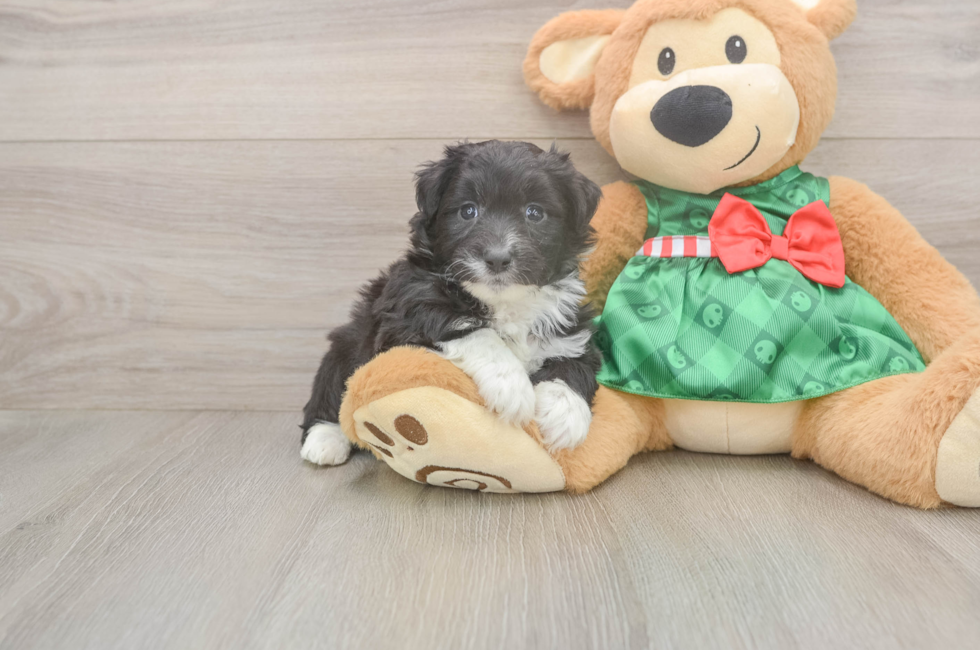 5 week old Mini Aussiedoodle Puppy For Sale - Florida Fur Babies