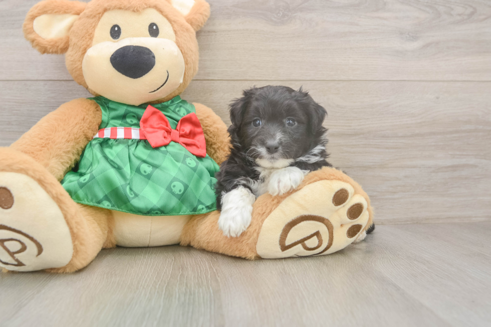 Best Mini Aussiedoodle Baby