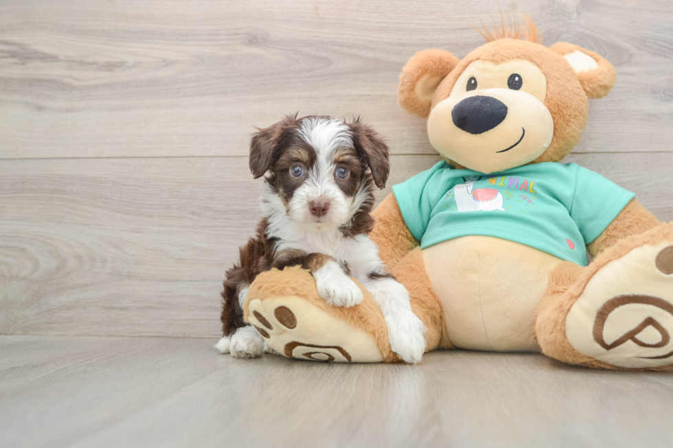 Energetic Aussie Poo Poodle Mix Puppy