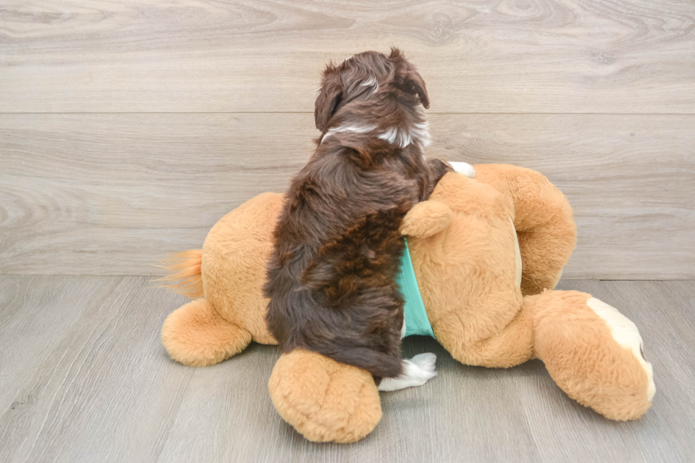 Friendly Mini Aussiedoodle Baby