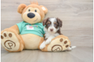 Smart Mini Aussiedoodle Poodle Mix Pup