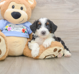 7 week old Mini Aussiedoodle Puppy For Sale - Florida Fur Babies