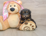 8 week old Mini Aussiedoodle Puppy For Sale - Florida Fur Babies