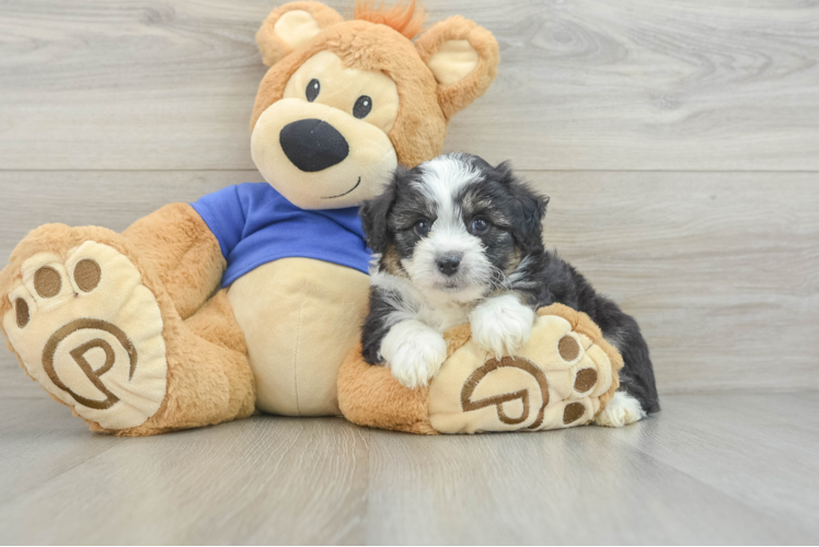 Little Mini Aussiepoo Poodle Mix Puppy