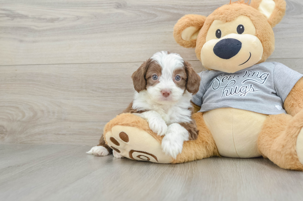 5 week old Mini Aussiedoodle Puppy For Sale - Florida Fur Babies