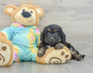 8 week old Mini Aussiedoodle Puppy For Sale - Florida Fur Babies