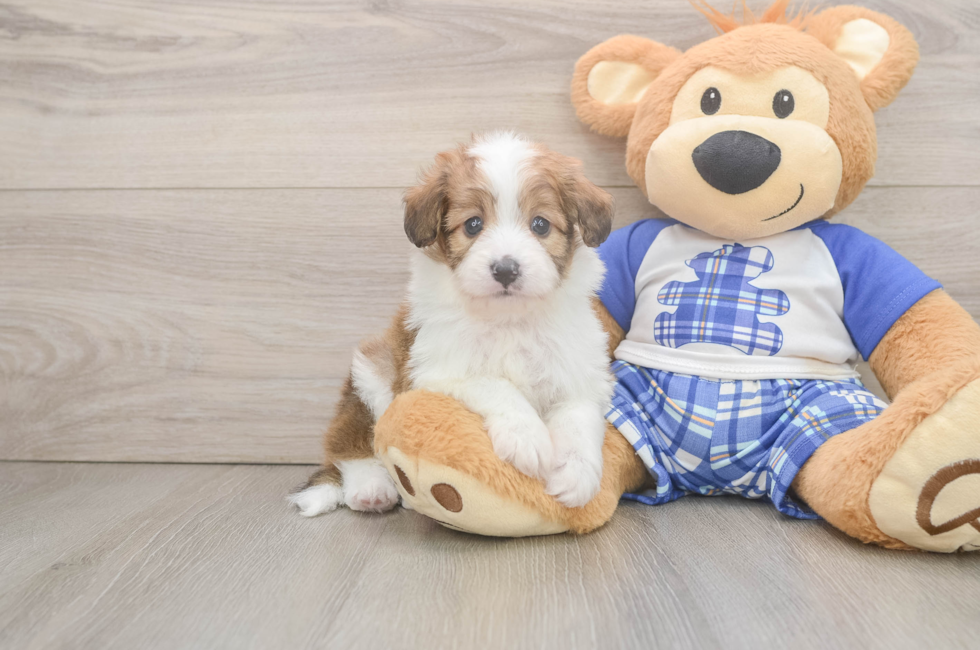 5 week old Mini Aussiedoodle Puppy For Sale - Florida Fur Babies