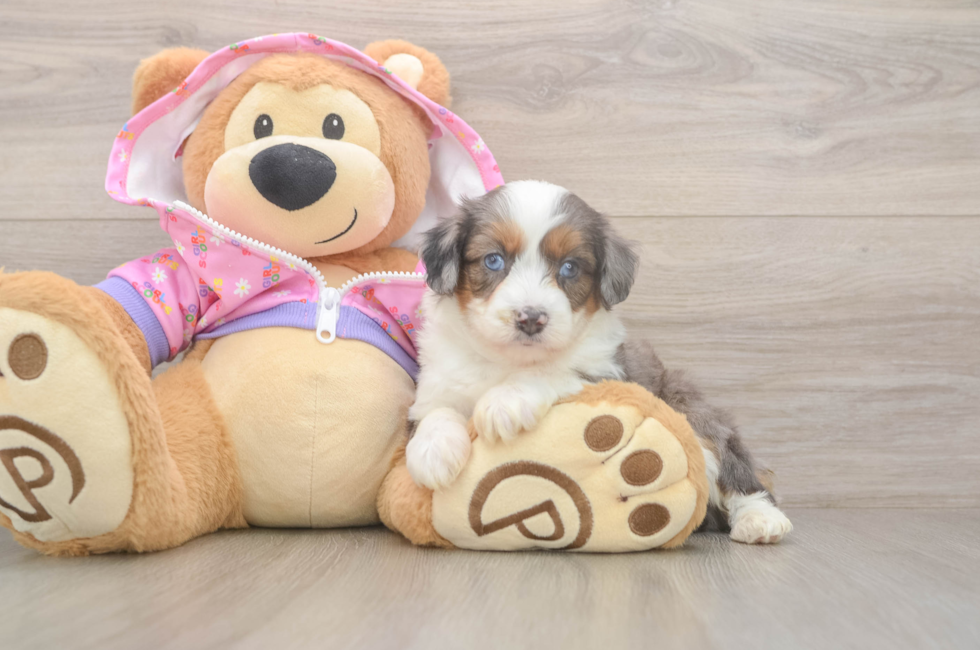 5 week old Mini Aussiedoodle Puppy For Sale - Florida Fur Babies