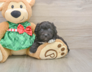 8 week old Mini Aussiedoodle Puppy For Sale - Florida Fur Babies
