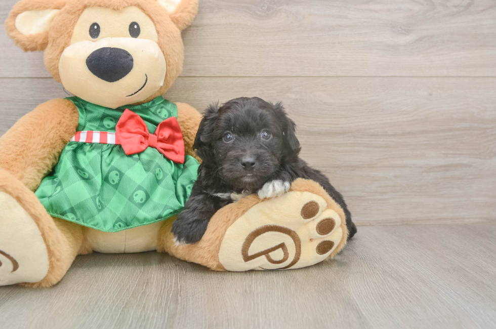 5 week old Mini Aussiedoodle Puppy For Sale - Florida Fur Babies