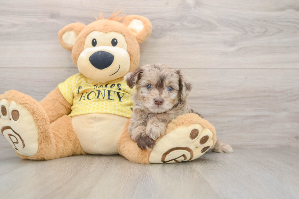 Sweet Mini Aussiedoodle Baby