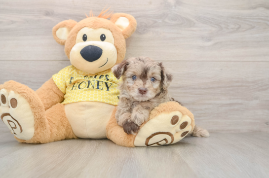 Sweet Mini Aussiedoodle Baby