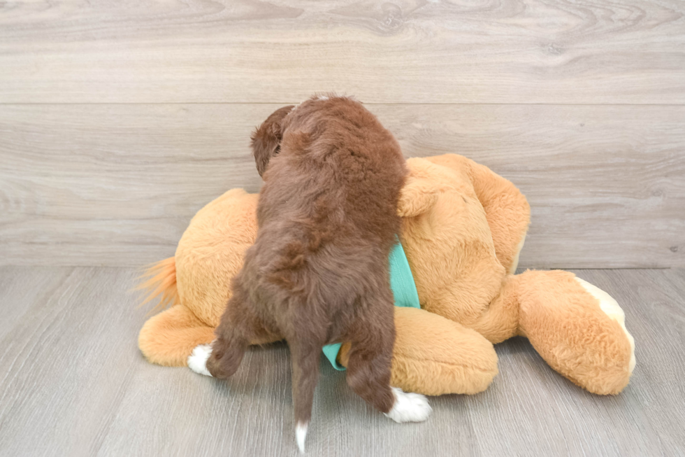 Friendly Mini Aussiedoodle Baby