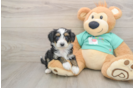 Mini Aussiedoodle Pup Being Cute