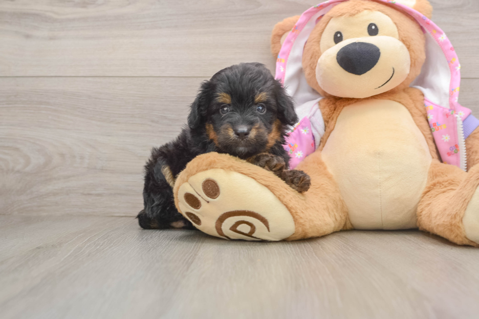 Mini Aussiedoodle Pup Being Cute