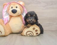 8 week old Mini Aussiedoodle Puppy For Sale - Florida Fur Babies