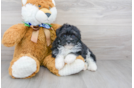 Meet Trev - our Mini Aussiedoodle Puppy Photo 1/2 - Florida Fur Babies