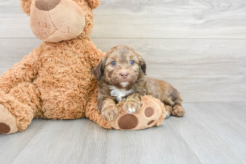 Mini Aussiedoodle Pup Being Cute