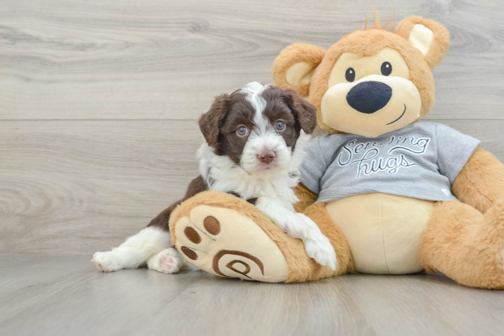 Mini Aussiedoodle Pup Being Cute