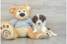 Mini Aussiedoodle Pup Being Cute