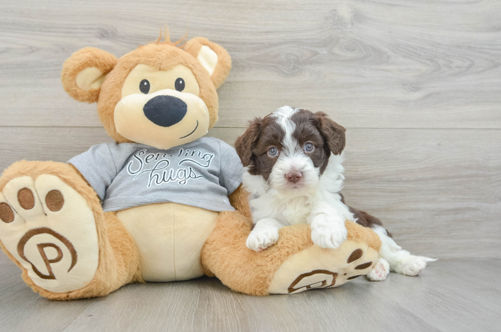 5 week old Mini Aussiedoodle Puppy For Sale - Florida Fur Babies