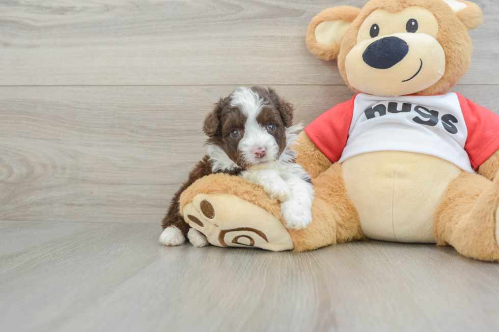 Mini Aussiedoodle Puppy for Adoption