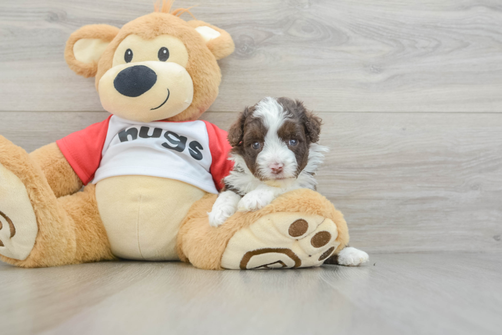 Mini Aussiedoodle Pup Being Cute