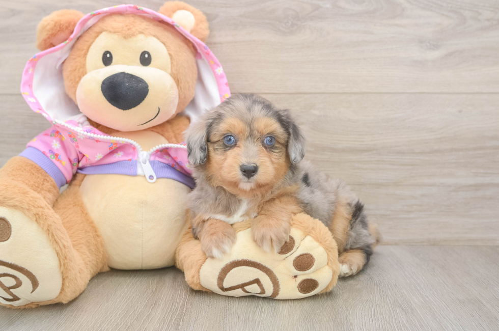 5 week old Mini Aussiedoodle Puppy For Sale - Florida Fur Babies