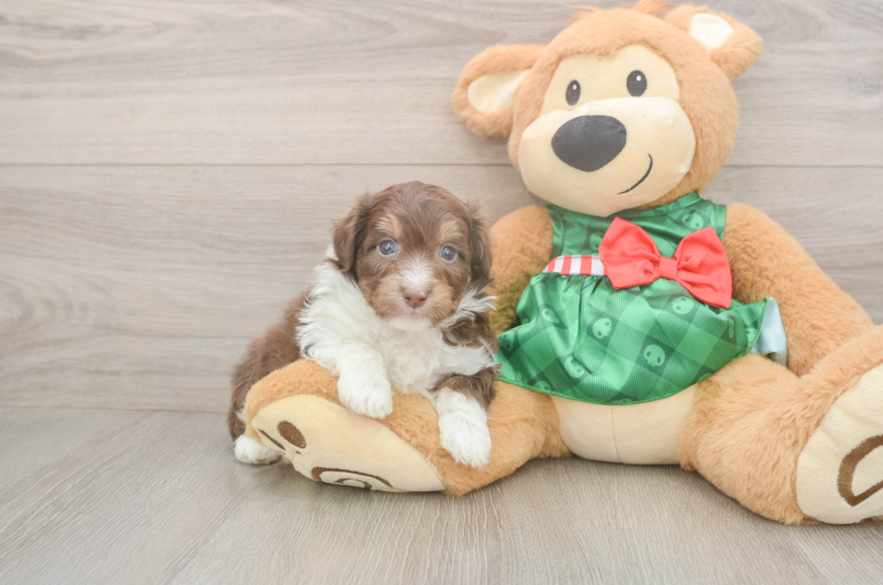 5 week old Mini Aussiedoodle Puppy For Sale - Florida Fur Babies