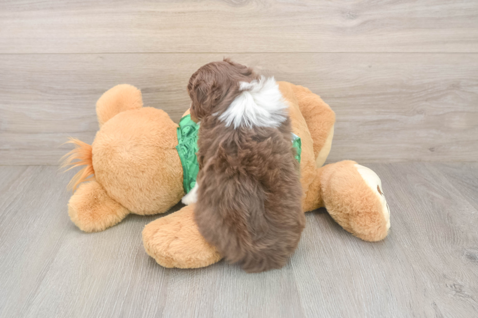 Mini Aussiedoodle Puppy for Adoption