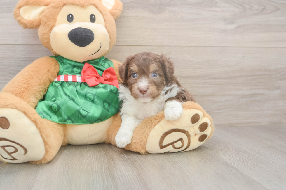 Small Mini Aussiedoodle Baby