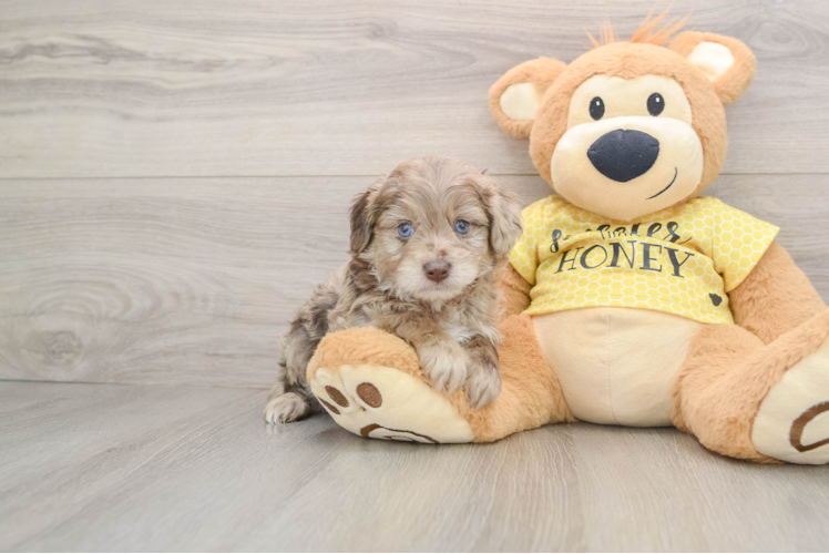 Popular Mini Aussiedoodle Poodle Mix Pup