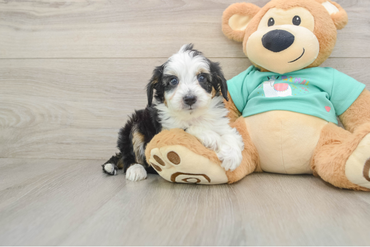 Best Mini Aussiedoodle Baby
