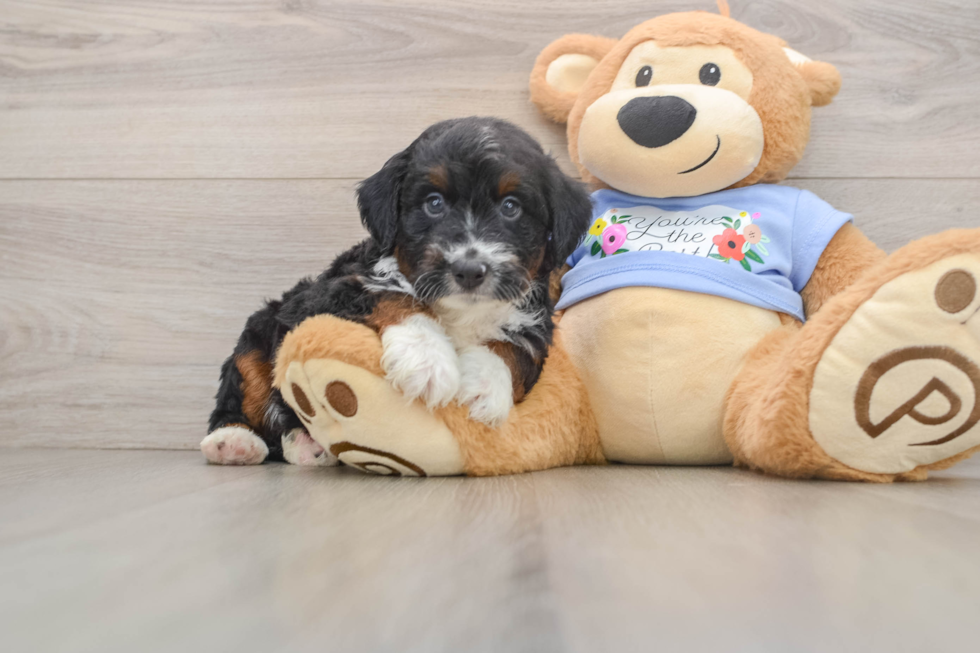 Mini Aussiedoodle Puppy for Adoption