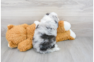 Meet Trigger - our Mini Aussiedoodle Puppy Photo 3/3 - Florida Fur Babies