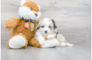 Meet Trigger - our Mini Aussiedoodle Puppy Photo 2/3 - Florida Fur Babies