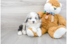 Meet Trigger - our Mini Aussiedoodle Puppy Photo 1/3 - Florida Fur Babies