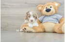 Mini Aussiedoodle Pup Being Cute