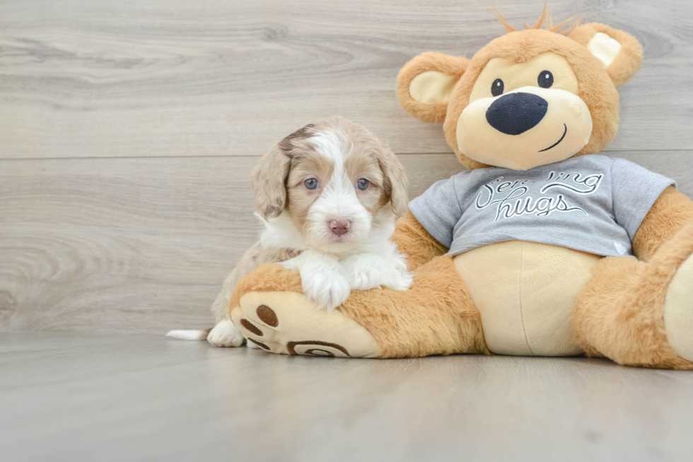 Mini Aussiedoodle Pup Being Cute