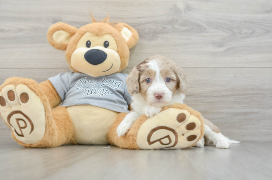 Mini Aussiedoodle Pup Being Cute