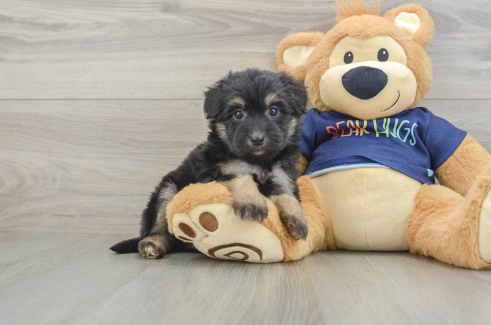 5 week old Mini Aussiedoodle Puppy For Sale - Florida Fur Babies