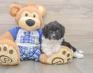 8 week old Mini Aussiedoodle Puppy For Sale - Florida Fur Babies
