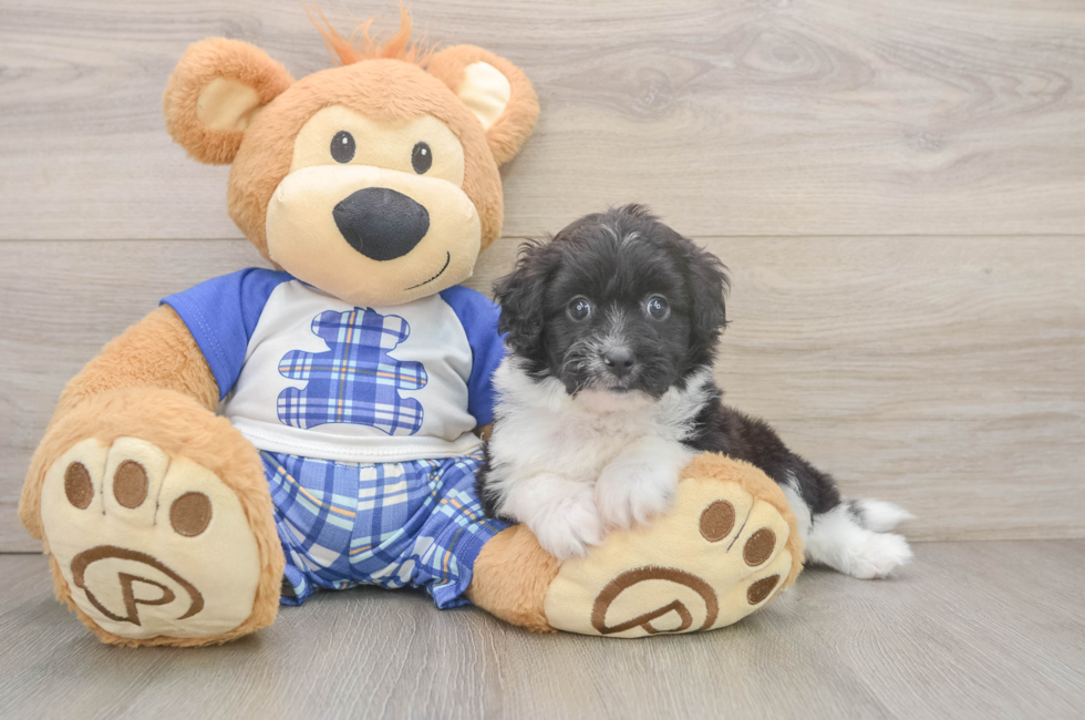5 week old Mini Aussiedoodle Puppy For Sale - Florida Fur Babies