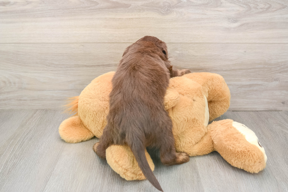 Happy Mini Aussiedoodle Baby