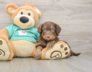 9 week old Mini Aussiedoodle Puppy For Sale - Florida Fur Babies