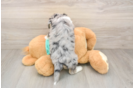 Smart Mini Aussiedoodle Poodle Mix Pup