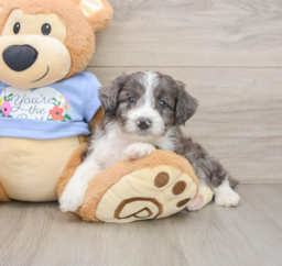 7 week old Mini Aussiedoodle Puppy For Sale - Florida Fur Babies