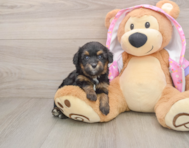 8 week old Mini Aussiedoodle Puppy For Sale - Florida Fur Babies