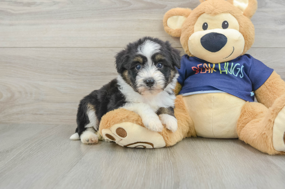 5 week old Mini Aussiedoodle Puppy For Sale - Florida Fur Babies