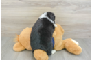 Mini Aussiedoodle Puppy for Adoption